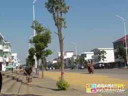 安福瓜乡今日新闻,丰收盛景映照乡村振兴新画卷