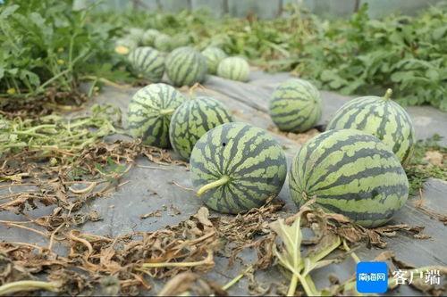 今日份瓜是啥,瓜界新动态