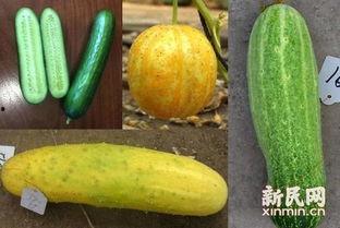 小八卦今日十瓜,小八卦今日十瓜，明星幕后故事大公开