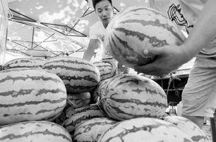 西安今日瓜价,夏日炎炎，瓜果飘香，价格行情一览