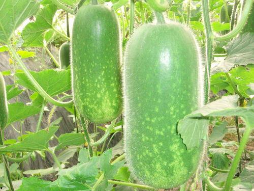 51cg热门大瓜今日吃瓜反差