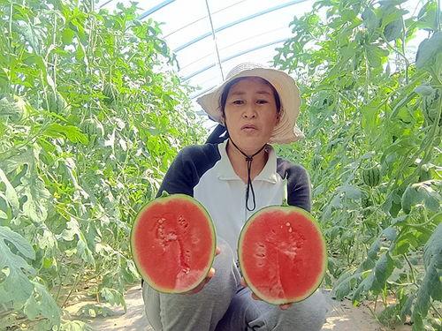 中牟今日小吊瓜价格,价格行情一览