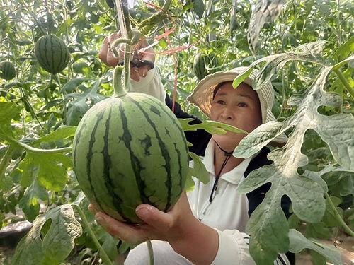 中牟今日小吊瓜价格,价格行情一览