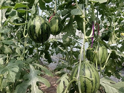 中牟今日小吊瓜价格,价格行情一览