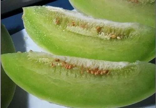 瓜州蜜瓜今日新闻,新鲜上市引关注