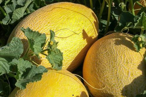 瓜州蜜瓜今日新闻,新鲜上市引关注