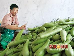 今日蒲瓜价,市场行情一览