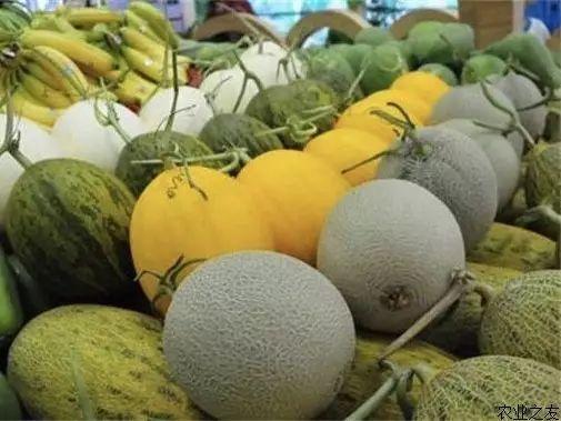 乐东哈密瓜二瓜今日价格,品质之选，价格亲民”