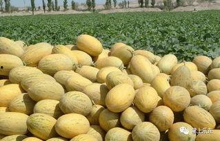 乐东哈密瓜二瓜今日价格,品质之选，价格亲民”