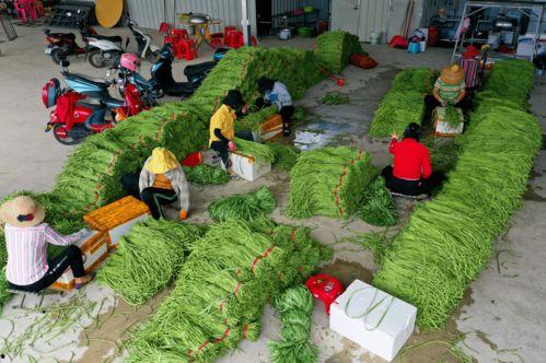 崖州市今日瓜菜价格,价格行情一览