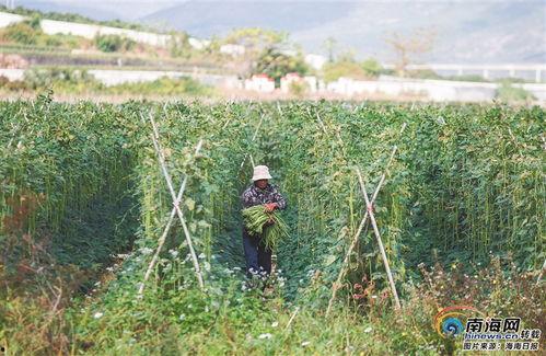 崖州市今日瓜菜价格,价格行情一览