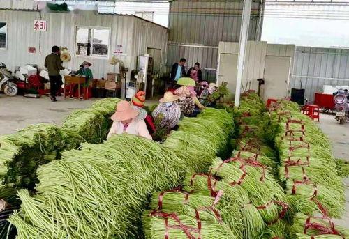 崖州市今日瓜菜价格,价格行情一览