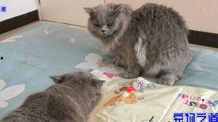 51今日吃瓜必吃胖猫,胖猫美食大揭秘，让你吃出健康与快乐！