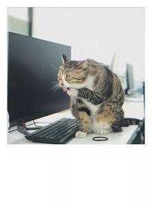 51今日吃瓜必吃胖猫,胖猫美食大揭秘，让你吃出健康与快乐！