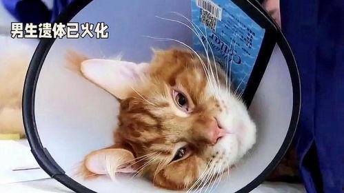 51今日吃瓜必吃胖猫,胖猫美食大揭秘，让你吃出健康与快乐！