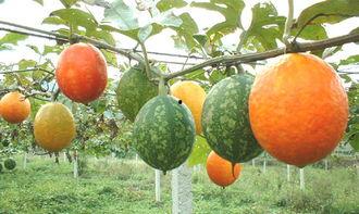 今日高温棚吊瓜价