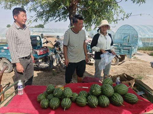 漯河市小吊瓜今日价格,价格行情一览”
