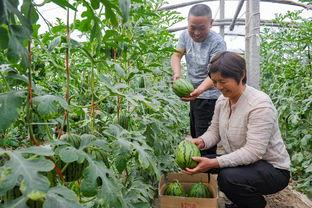 漯河市小吊瓜今日价格,价格行情一览”