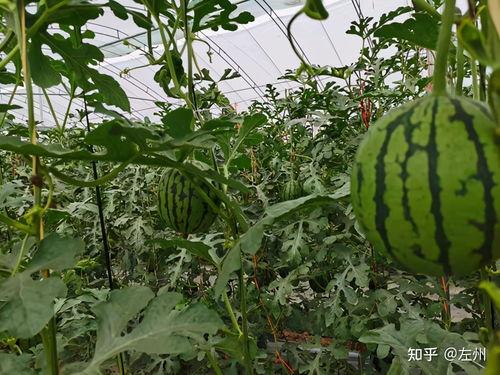 小吊瓜产地今日价格