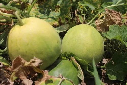 香瓜弟弟 今日吃瓜,揭秘娱乐圈新鲜事