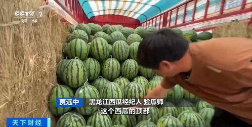 今日小井瓜价格最新行情,最新行情揭秘