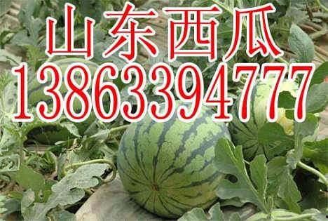 今日小井瓜价格最新行情,最新行情揭秘