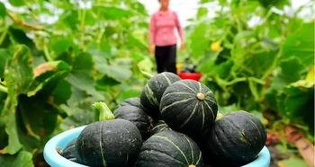 今日云南昆明贝贝瓜产地直销,直供源头，品味地道鲜甜