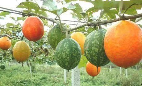 山东今日吊瓜价格表,市场行情一览