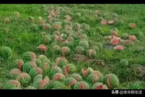 石头瓜今日行情