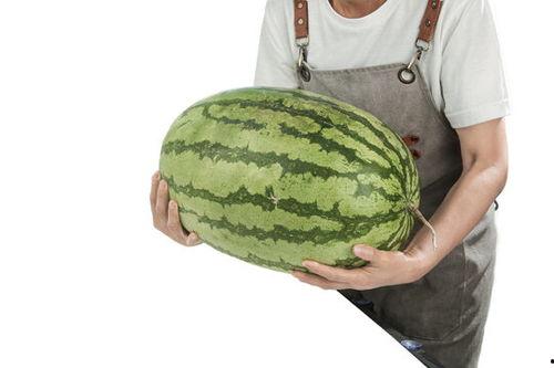 石头瓜今日行情