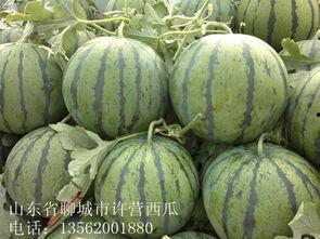 山东今日小瓜价格,市场行情一览
