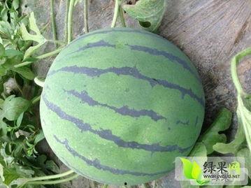 山东今日小瓜价格,市场行情一览