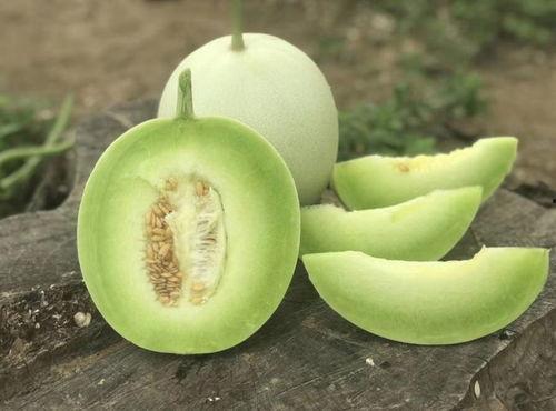 香瓜弟弟今日吃瓜图片,趣味瞬间尽收眼底