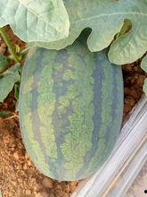 今日扶绥蒲瓜价格多少