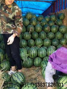 河南产区今日瓜价,丰硕果实，价格波动引关注