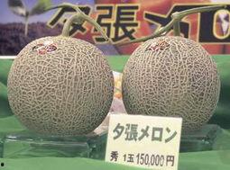 今日蜜瓜最新价格