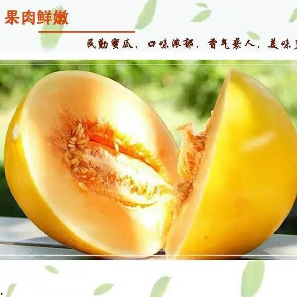 今日蜜瓜报价最新