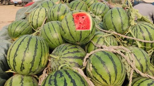 山东聊城小白瓜今日价格,行情稳健，品质优良