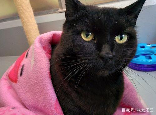 老猫明星网红叫什么,揭秘网络红人的崛起之路