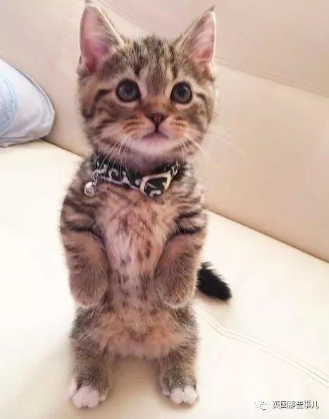 老猫明星网红叫什么,揭秘网络红人的崛起之路