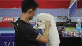 老猫明星网红叫什么,揭秘网络红人的崛起之路