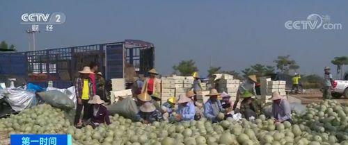 海南乐东今日哈密瓜价格,新鲜上市，实惠抢购！