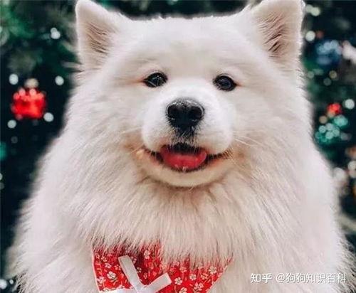 萨摩耶明星网红图片男的,魅力四溢的帅气萌犬风采