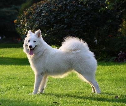 萨摩耶明星网红图片男的,魅力四溢的帅气萌犬风采