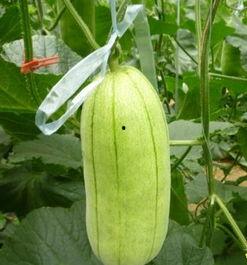 今日大荔脆瓜价格