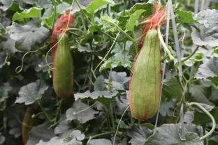 今日大荔脆瓜价格