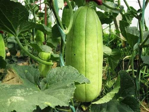 今日大荔脆瓜价格