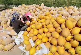 嘉兴水果哈密瓜今日价格,价格行情一览