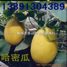 嘉兴水果哈密瓜今日价格,价格行情一览