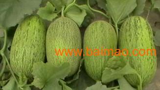 嘉兴水果哈密瓜今日价格,价格行情一览